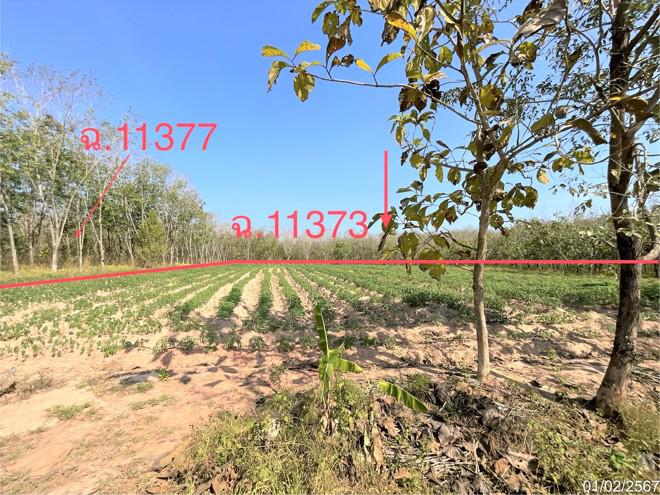 ที่ดินว่างเปล่าหลุดจำนอง ธ.ธนาคารกสิกรไทย อุดรธานี กุดจับ ขอนยูง