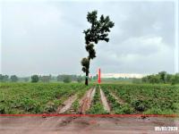 ที่ดินว่างเปล่าหลุดจำนอง ธ.ธนาคารกสิกรไทย อุดรธานี หนองหาน หนองไผ่